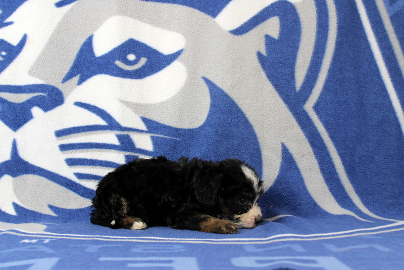 puppy, for, sale, Mini Bernedoodle F1, Matthew B. Stoltzfus, dog, breeder, Gap, PA, dog-breeder, puppy-for-sale, forsale, nearby, find, puppyfind, locator, puppylocator, aca